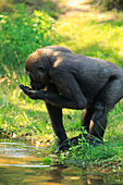 Western Lowland Gorilla (Gorilla gorilla gorilla) female drinking, native to Africa