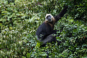 Cat Ba Langur (Trachypithecus poliocephalus poliocephalus), Ha Long Bay, Cat Ba Island, Vietnam