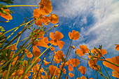 California Poppy (Eschscholzia californica) flowers in spring bloom, Lake Elsinore, California