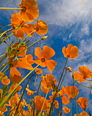 California Poppy (Eschscholzia californica) flowers in spring bloom, Lake Elsinore, California