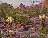 Teddy Bear Cholla (Cylindropuntia bigelovii) cacti, Kofa National Wildlife Refuge, Arizona