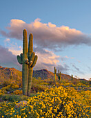 Saguaro (Carnegiea gigantea) cacti and Brittlebush (Encelia californica) flowers in spring, White Tank Mountains, Arizona