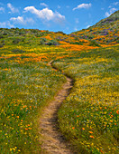 California Poppy (Eschscholzia californica), Desert Bluebell (Phacelia campanularia) and other wildflowers in spring bloom, Diamond Valley Lake, California