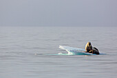 Walrus (Odobenus rosmarus) mother and calf on ice floe, Svalbard, Norway