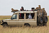 Cheetah (Acinonyx jubatus) mother and cubs on vehicle with tourists, Masai Mara, Kenya