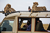 Cheetah (Acinonyx jubatus) mother and cub on vehicle with tourists, Masai Mara, Kenya