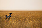 Zebra (Equus quagga) calf in savanna, Masai Mara, Kenya