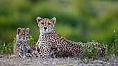 Cheetah (Acinonyx jubatus) mother and cub, Ngorongoro Conservation Area, Tanzania