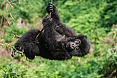 Mountain Gorilla (Gorilla gorilla beringei) young hanging, Volcanoes National Park, Rwanda
