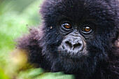 Mountain Gorilla (Gorilla gorilla beringei) infant, Volcanoes National Park, Rwanda