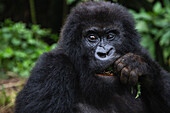 Mountain Gorilla (Gorilla gorilla beringei) female feeding, Volcanoes National Park, Rwanda