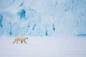 Polar Bear (Ursus maritimus) on ice in front of glacier, Spitsbergen, Svalbard, Norway