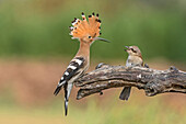 Eurasian Hoopoe (Upupa epops) and Red-backed Shrike (Lanius collurio) in defensive posture, Aosta Valley, Italy