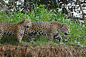 Jaguar (Panthera onca) mother and cub on riverbank, Pantanal, Brazil