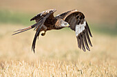 Red Kite (Milvus milvus) flying, Castile-La Mancha, Spain