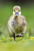 Greylag Goose (Anser anser) chick, Lower Saxony, Germany