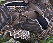 Mallard (Anas platyrhynchos) female stretching, showing speculum feathers, Teslin Lake, Alaska