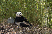 Giant Panda (Ailuropoda melanoleuca) feeding on bamboo, Wolong Nature Reserve, Sichuan, China