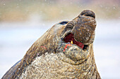 Southern Elephant Seal (Mirounga leonina) bull calling, Sea Lion Island, Falkland Islands
