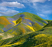 Phacelia (Phacelia sp) and Hillside Daisy (Monolopia lanceolata) wildflower bloom, Temblor Range, Carrizo Plain National Monument, California