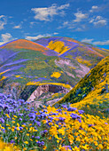 Phacelia (Phacelia sp) and Hillside Daisy (Monolopia lanceolata) flowers, superbloom, Temblor Range, Carrizo Plain National Monument, California