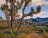 Joshua Tree (Yucca brevifolia), Joshua Tree National Park, California