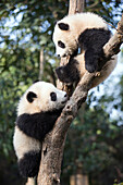 Giant Panda (Ailuropoda melanoleuca) six-to-eight month old cubs in tree, Chengdu, China