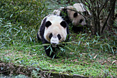 Giant Panda (Ailuropoda melanoleuca) sub-adult feeding on bamboo, Chengdu, China