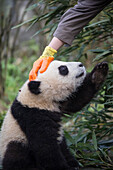 Giant Panda (Ailuropoda melanoleuca) keeper petting six-to-eight month old cub, Bifengxia Panda Base, Sichuan, China
