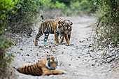 Bengal Tiger (Panthera tigris tigris) cub nuzzling mother, Ranthambore National Park, India