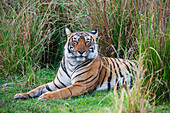 Bengal Tiger (Panthera tigris tigris), Ranthambore National Park, India