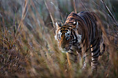 Bengal Tiger (Panthera tigris tigris) male, Ranthambore National Park, India