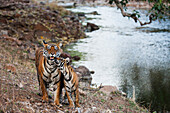 Bengal Tiger (Panthera tigris tigris) cub greeting mother at waterhole, Ranthambore National Park, India