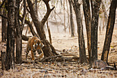 Bengal Tiger (Panthera tigris tigris) female in forest, Ranthambore National Park, India