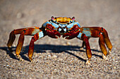 Sally Lightfoot Crab (Grapsus grapsus), Santa Cruz Island, Galapagos Islands, Ecuador