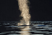 Blue Whale (Balaenoptera musculus) surfacing and spouting, Sea of Cortez, Baja California, Mexico