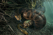 Green Anaconda (Eunectes murinus) female constricting male after copulation, after which she will consume him, Brazil
