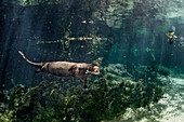 Giant River Otter (Pteronura brasiliensis) swimming in river, Brazil