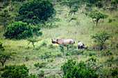 Black Rhinoceros (Diceros bicornis) mother and calf on savanna, KwaZulu-Natal, South Africa