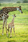 Northern Giraffe (Giraffa camelopardalis) mother and calf, iSimangaliso Wetland Park, South Africa