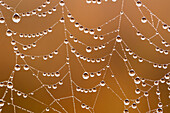 Spider web covered with dew drops, Garden Route National Park, South Africa