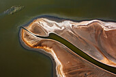 Lesser Flamingo (Phoenicopterus minor) flock taking flight, Lake Magadi, Kenya