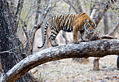 Bengal Tiger (Panthera tigris tigris) yearling cub climbing tree, Ranthambore National Park, India