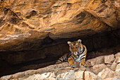 Bengal Tiger (Panthera tigris tigris) nine month old cub in cave during hot day, Ranthambore National Park, India