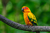 Sun Parakeet (Aratinga solstitialis), native to South America