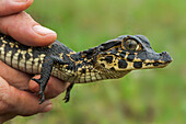 Jacare Caiman (Caiman yacare) baby, Pantanal, Mato Grosso, Brazil