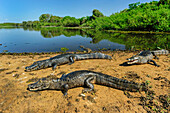 Jacare Caiman (Caiman yacare) group basking on shore, Pantanal, Mato Grosso, Brazil