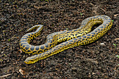 Yellow Anaconda (Eunectes notaeus), Pantanal, Mato Grosso, Brazil