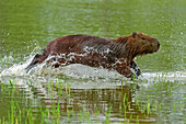 Capybara (Hydrochoerus hydrochaeris) running through water, Pantanal, Mato Grosso, Brazil