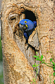 Hyacinth Macaw (Anodorhynchus hyacinthinus) in nest cavity, Pantanal, Mato Grosso, Brazil